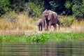 African elephants, Murchison Falls National Park, Uganda