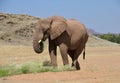 African elephants, Namibia