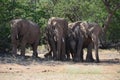 African elephants, Namibia