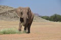 African elephants, Namibia