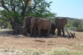 African elephants, Namibia