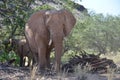 African elephants, Namibia