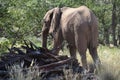 African elephants, Namibia