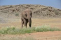 African elephants, Namibia