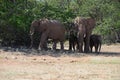 African elephants, Namibia