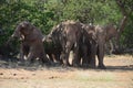 African elephants, Namibia