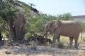 African elephants, Namibia