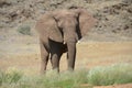 African elephants, Namibia