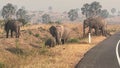 African Elephants near Murchison Falls, Uganda Africa