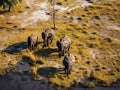 African Elephants Okavango Delta Royalty Free Stock Photo