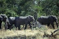 African elephants, Okavango Delta, Botswana Royalty Free Stock Photo