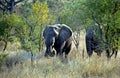 African elephants, Okavango Delta, Botswana Royalty Free Stock Photo