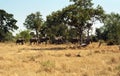 African elephants, Okavango Delta, Botswana Royalty Free Stock Photo