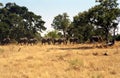 African elephants, Okavango Delta, Botswana Royalty Free Stock Photo