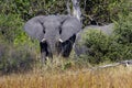 African Elephants - Okavango Delta - Botswana Royalty Free Stock Photo