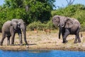 African elephants in the Okavango Delta Royalty Free Stock Photo