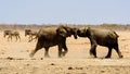 African elephants play fighting Royalty Free Stock Photo