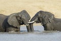 African Elephants playing in the water Royalty Free Stock Photo