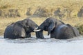 African Elephants playing in the water Royalty Free Stock Photo