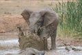 Elephants Royalty Free Stock Photo