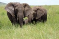 African Elephants protecting baby Serengeti Plains