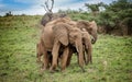 African elephants protecting their young from danger in National