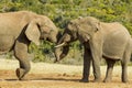 African elephants pushing and shoving at a water hole Royalty Free Stock Photo