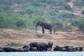 African elephant and buffalos, Queen Elizabeth National Park, Uganda Royalty Free Stock Photo