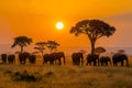 Majestic herd of elephants roam the savannah under a golden sunset sky Royalty Free Stock Photo