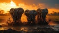 African Elephants Running Through Mud at Sunset Royalty Free Stock Photo