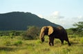 African elephants, Samburu Game Reserve, Kenya Royalty Free Stock Photo