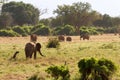 African Elephants in the savana landscape