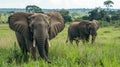 African Elephants in a Savanna Grassland Royalty Free Stock Photo