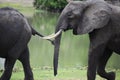 African Elephants, Selous Game Reserve, Tanzania Royalty Free Stock Photo