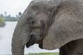 African Elephants, Selous game reserve, Tanzanie