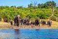 African elephants in shallow water