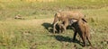 African elephants side view in national park in zambia Royalty Free Stock Photo