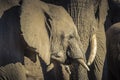 African Elephants Stand Together in A Family Group Royalty Free Stock Photo
