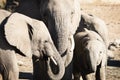 African Elephants Stand Together in A Family Group Royalty Free Stock Photo