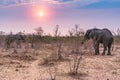 African elephants standing in a field with a beautiful sunset sky in the background Royalty Free Stock Photo