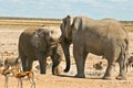 African Elephants standoff at the waterhole Royalty Free Stock Photo