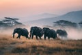 African Elephants at Sunrise in Mist Covered Grassland Royalty Free Stock Photo