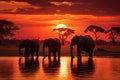 African elephants at sunset in Chobe National Park, Botswana, Africa, Silhouette of elephants at sunset in Chobe National Park, Royalty Free Stock Photo