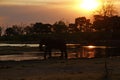 African Elephants Sunset on Savuti Channel