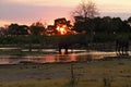 African Elephants Sunset on Savuti Channel