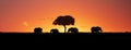 African Elephants Sunset Silhouette Web Banner Royalty Free Stock Photo