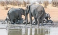 Elephant Mud Bath Royalty Free Stock Photo