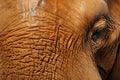 African Elephants textured hide captured up close, hint of ear