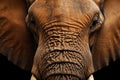 African Elephants textured hide captured up close, hint of ear