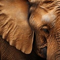 African Elephants textured hide captured up close, hint of ear